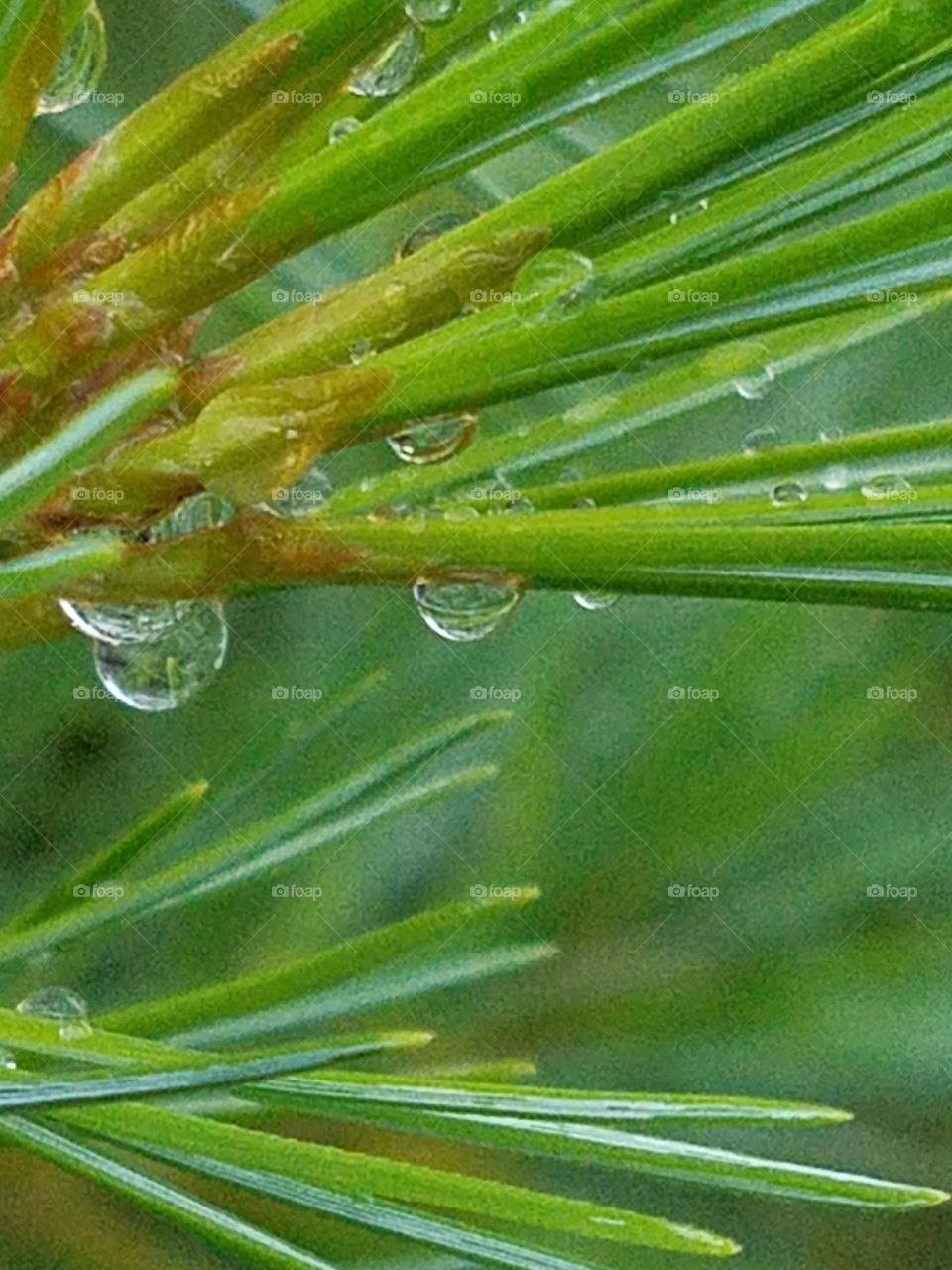 rainy pine
