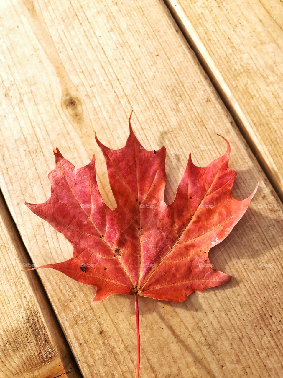 Wood, Leaf, Fall, Wooden, Maple