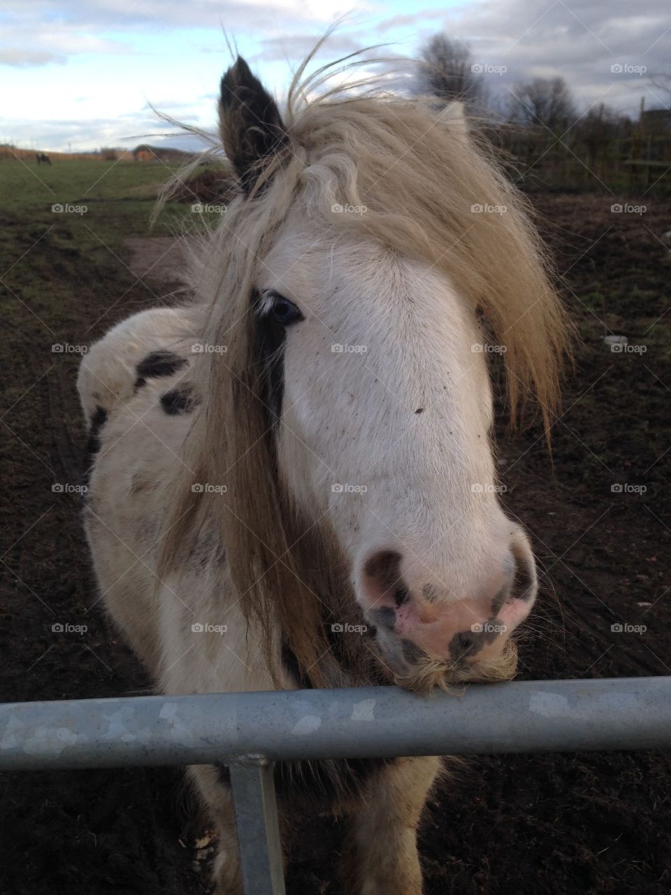 Hello from a horse 