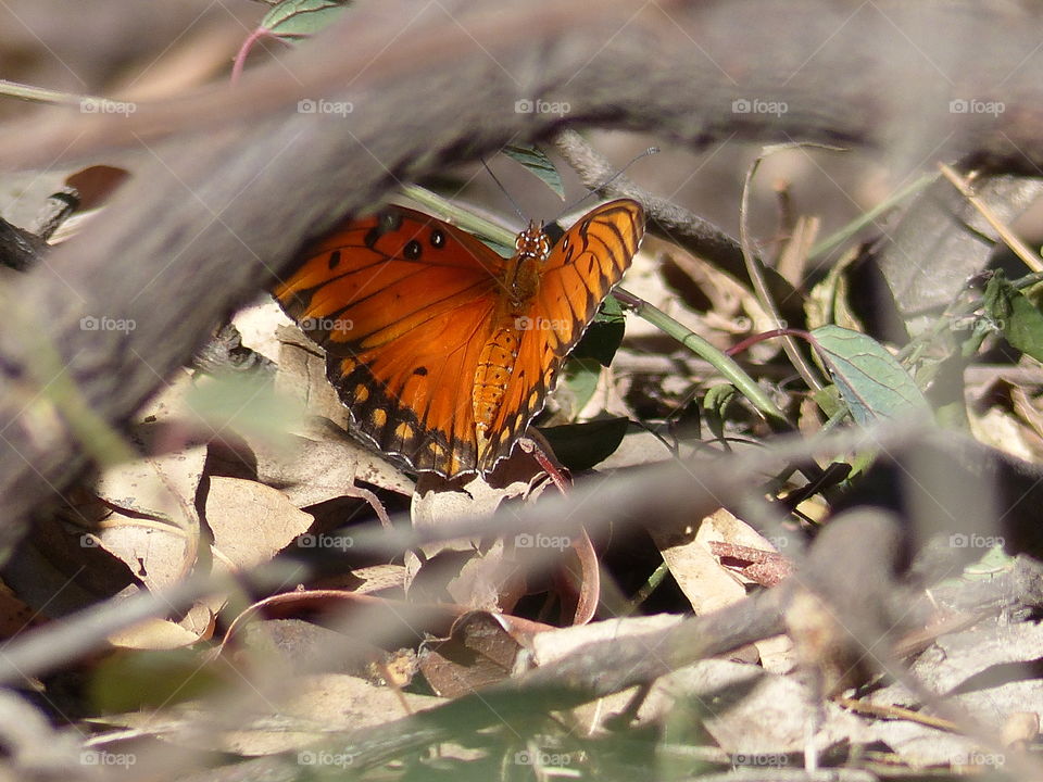 Butterfly on forest floor wings partially closed 