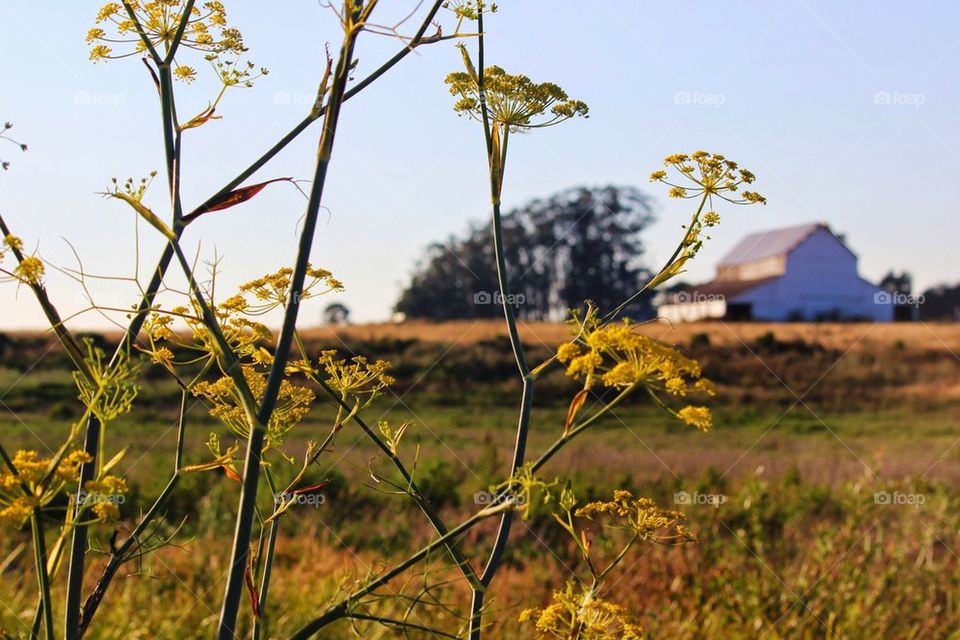 The old dairy barn