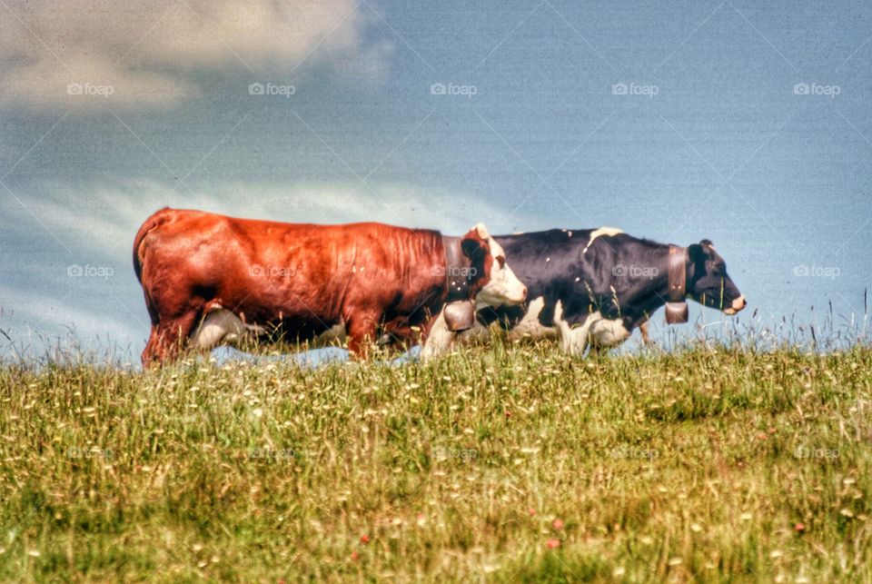 cows