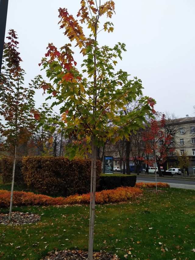 beautiful tree