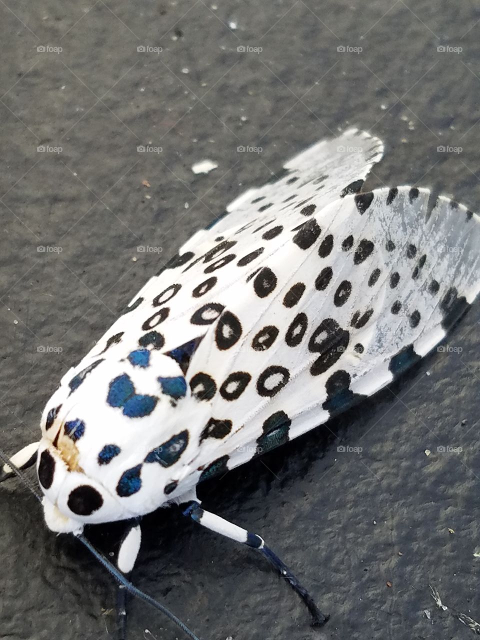 speckled moth