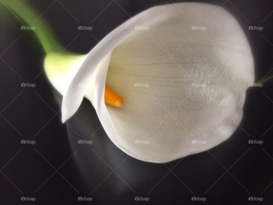 White calla lilly