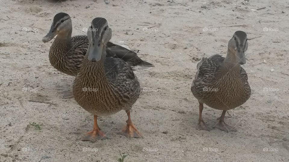 A trio of ducks enjoying the beach.