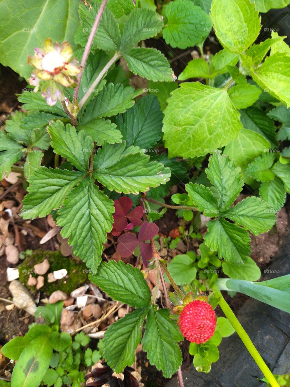 садовая клубника