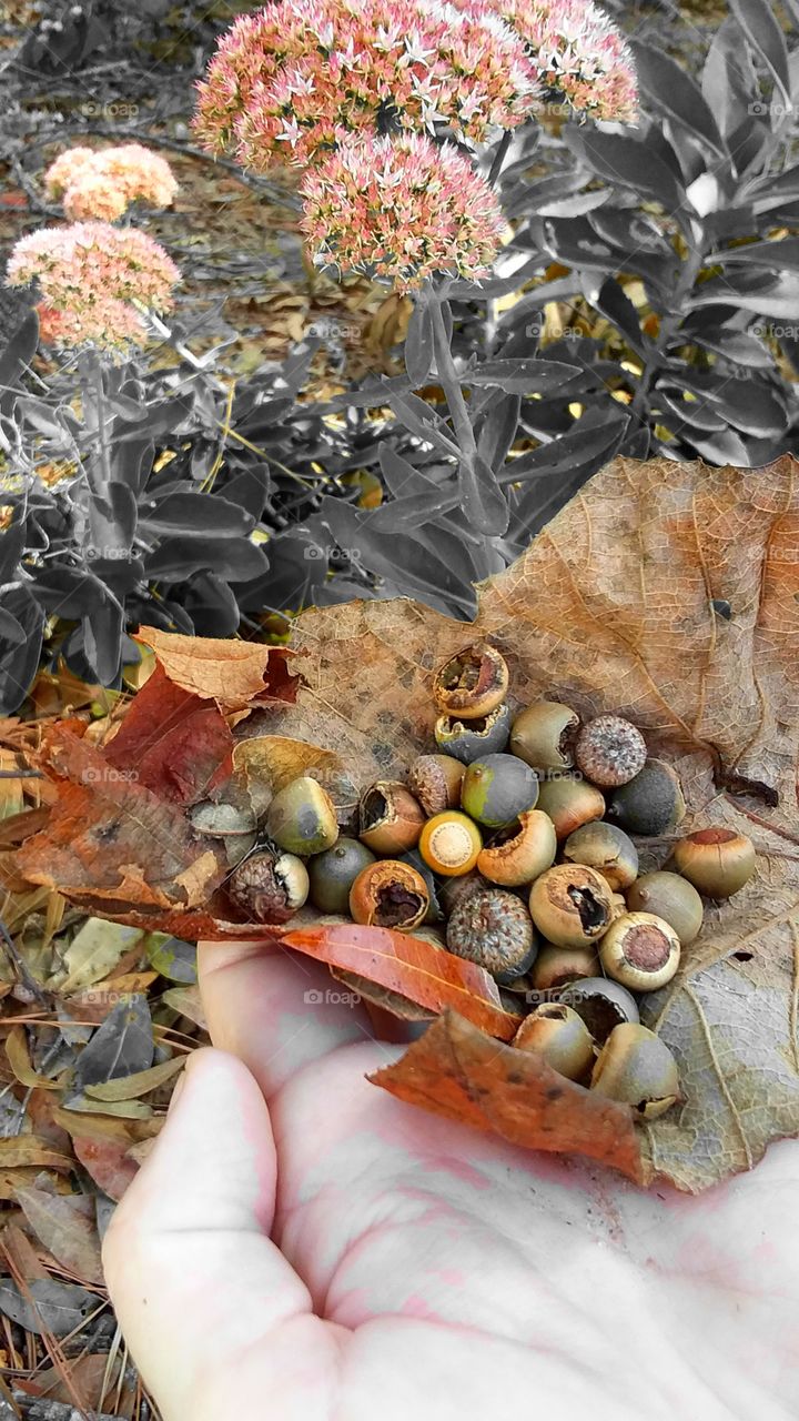 first signs of autumn  brown leaf color changes in the garden acorns pine nuts oak nuts