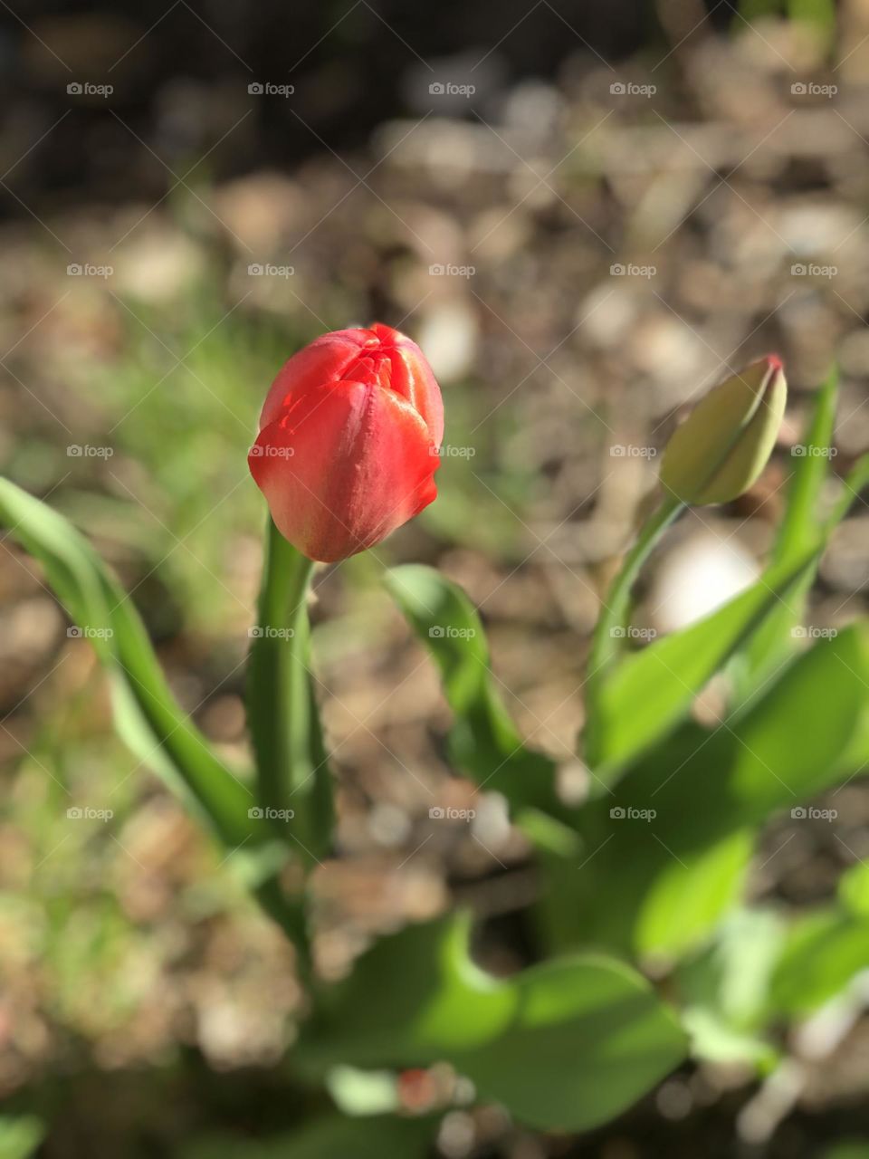 Red tulip
