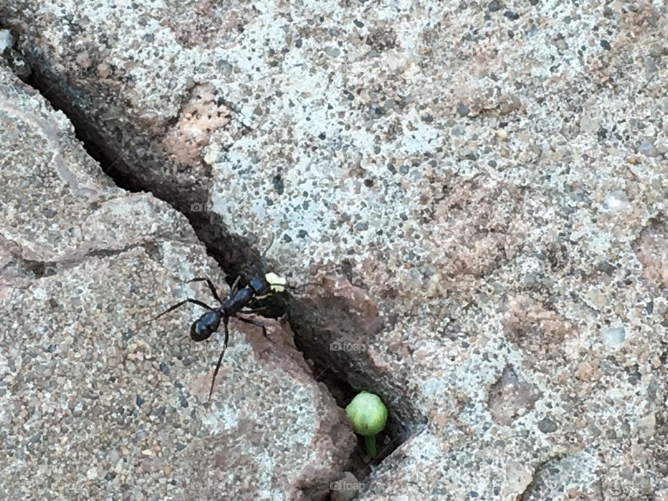 Working ant carrying food into hole