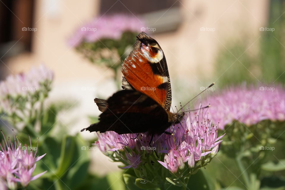 a butterfly with a damaged wing on a flower