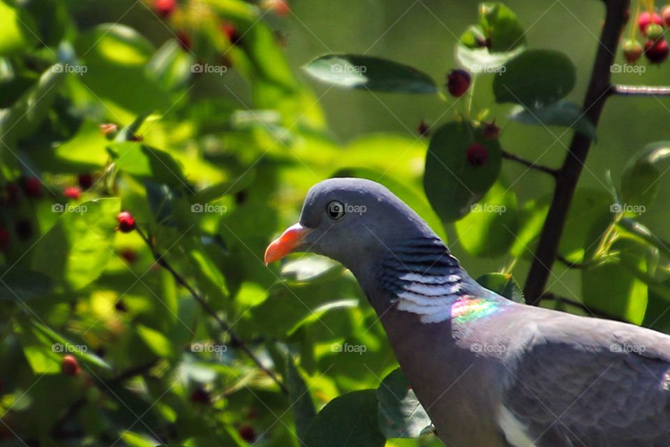 Close-up of a wood pigeon in a tree with rainbow colored feathers