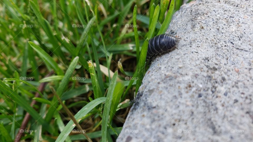 This rolly polly was trying to escape my camera ambush!