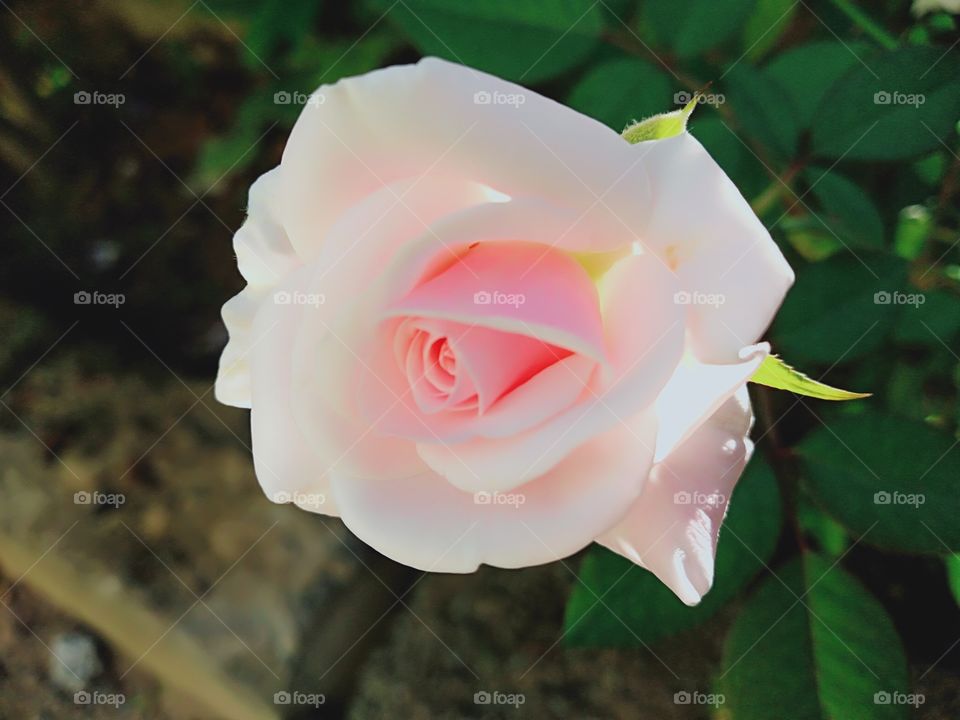 Lovely Rose