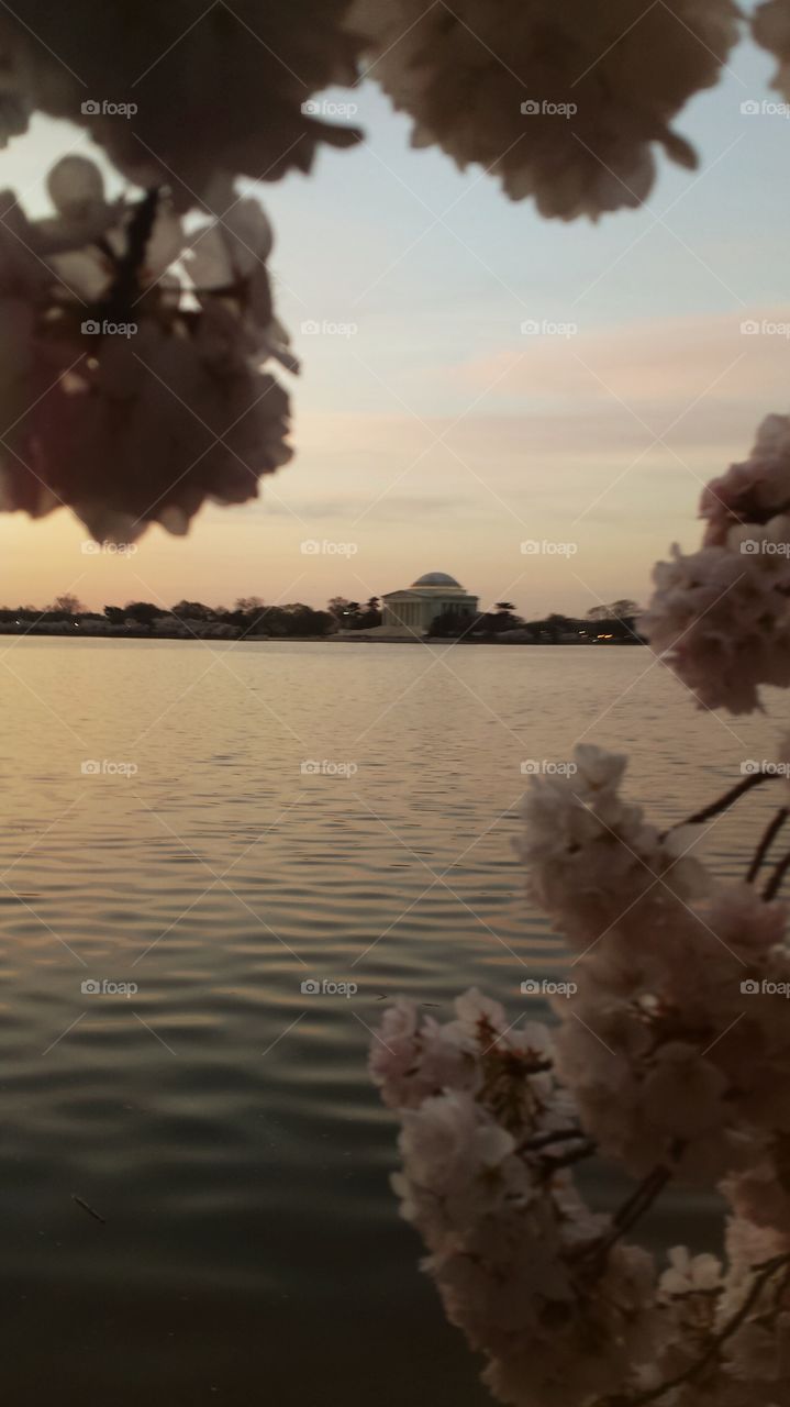 Tidal Basin at dawn