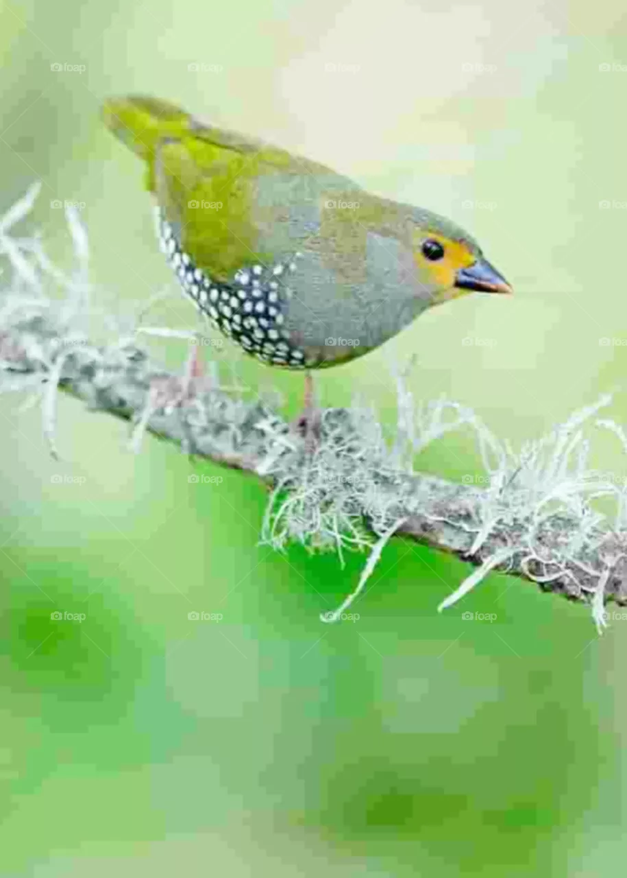 bird