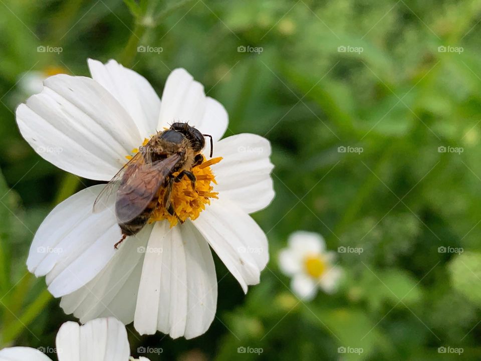 Beauty Of Bee Life In Flower Field