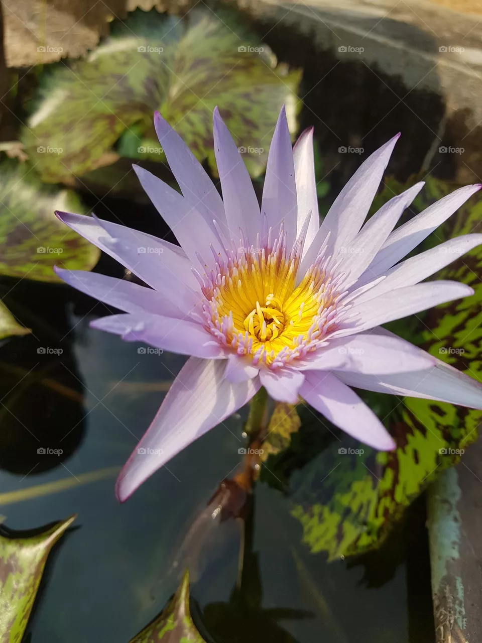 Lotus flower in the garden