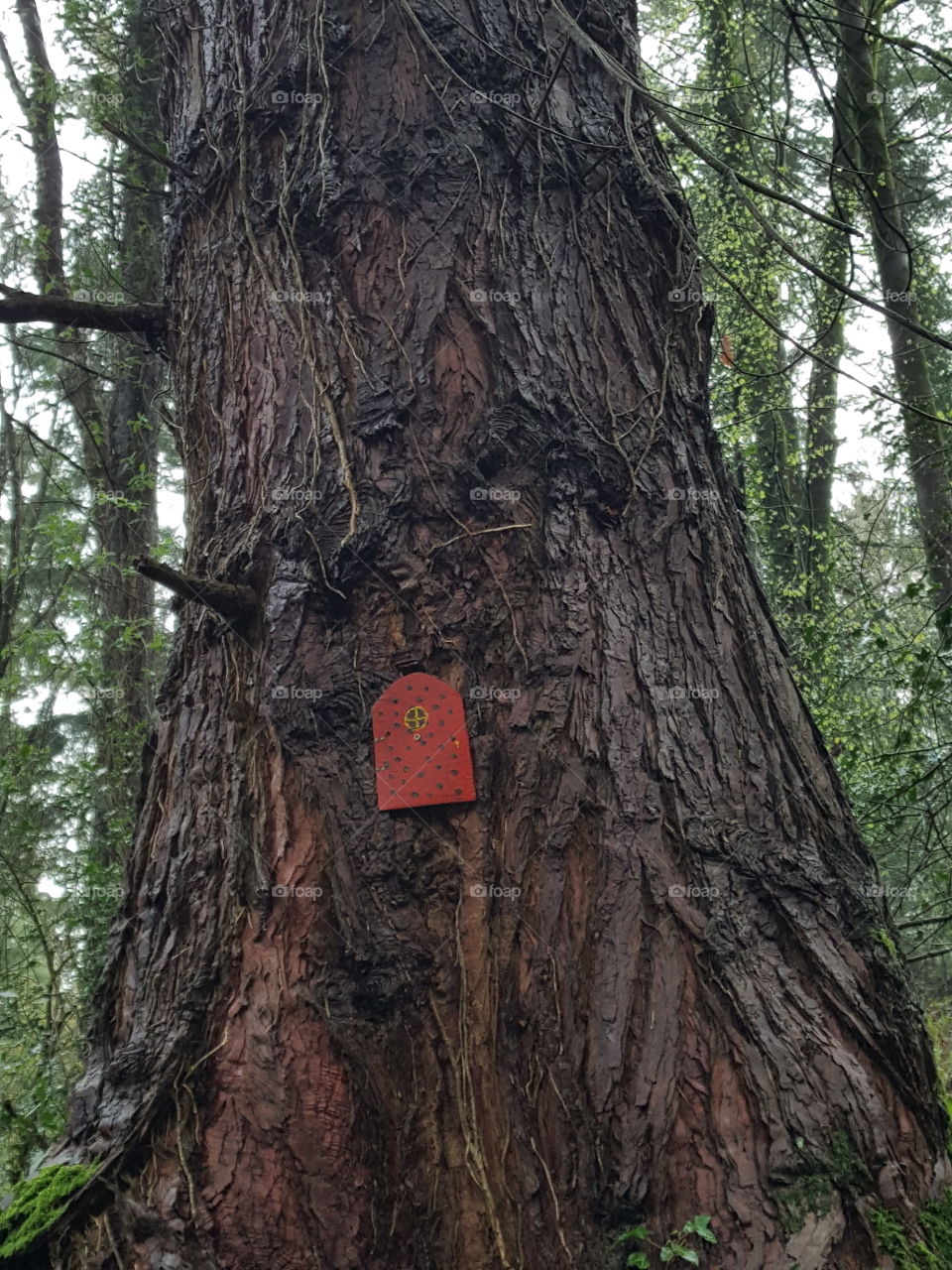 The red door tree