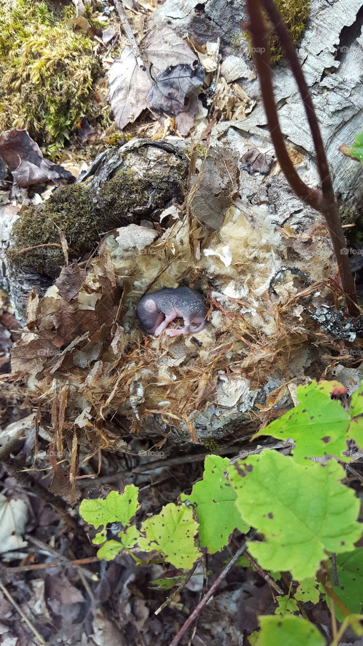 Mouse Nesting