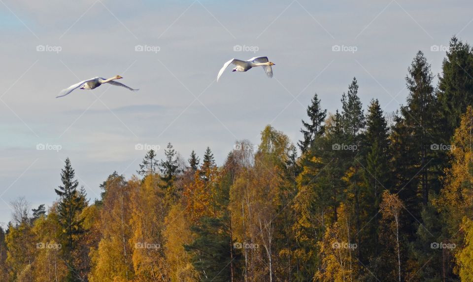 Flying swans in the Wood II