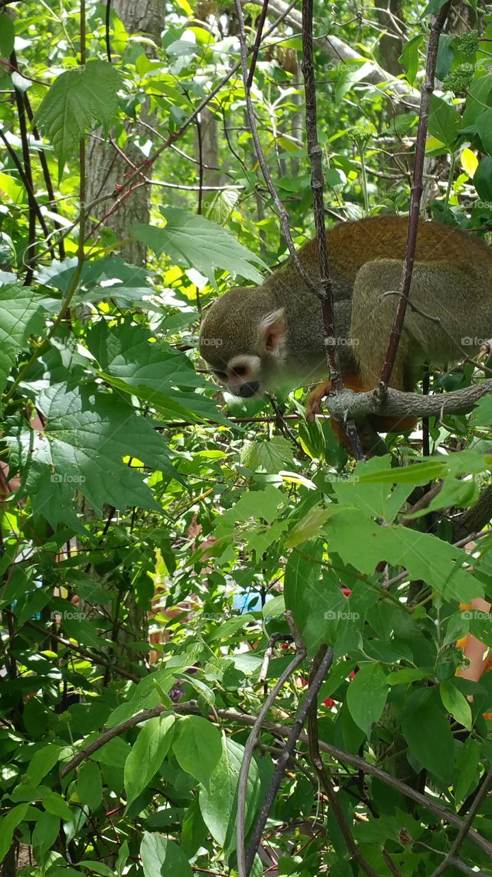 curious monkey in the tree