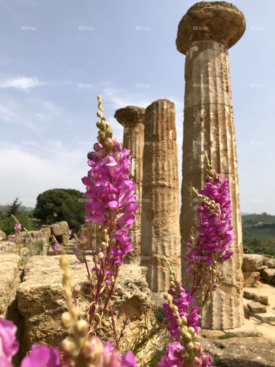 Sicilia’s flowers