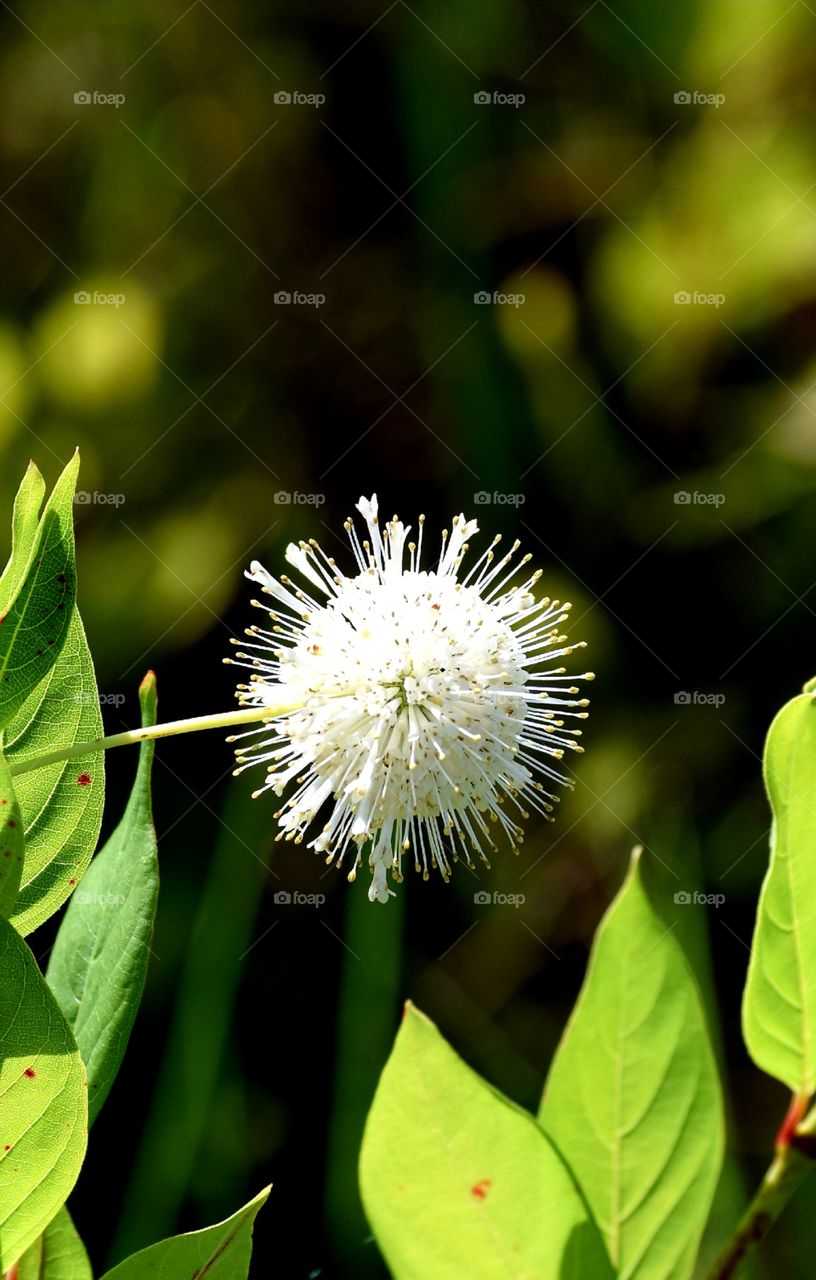 White flower among green leaves
