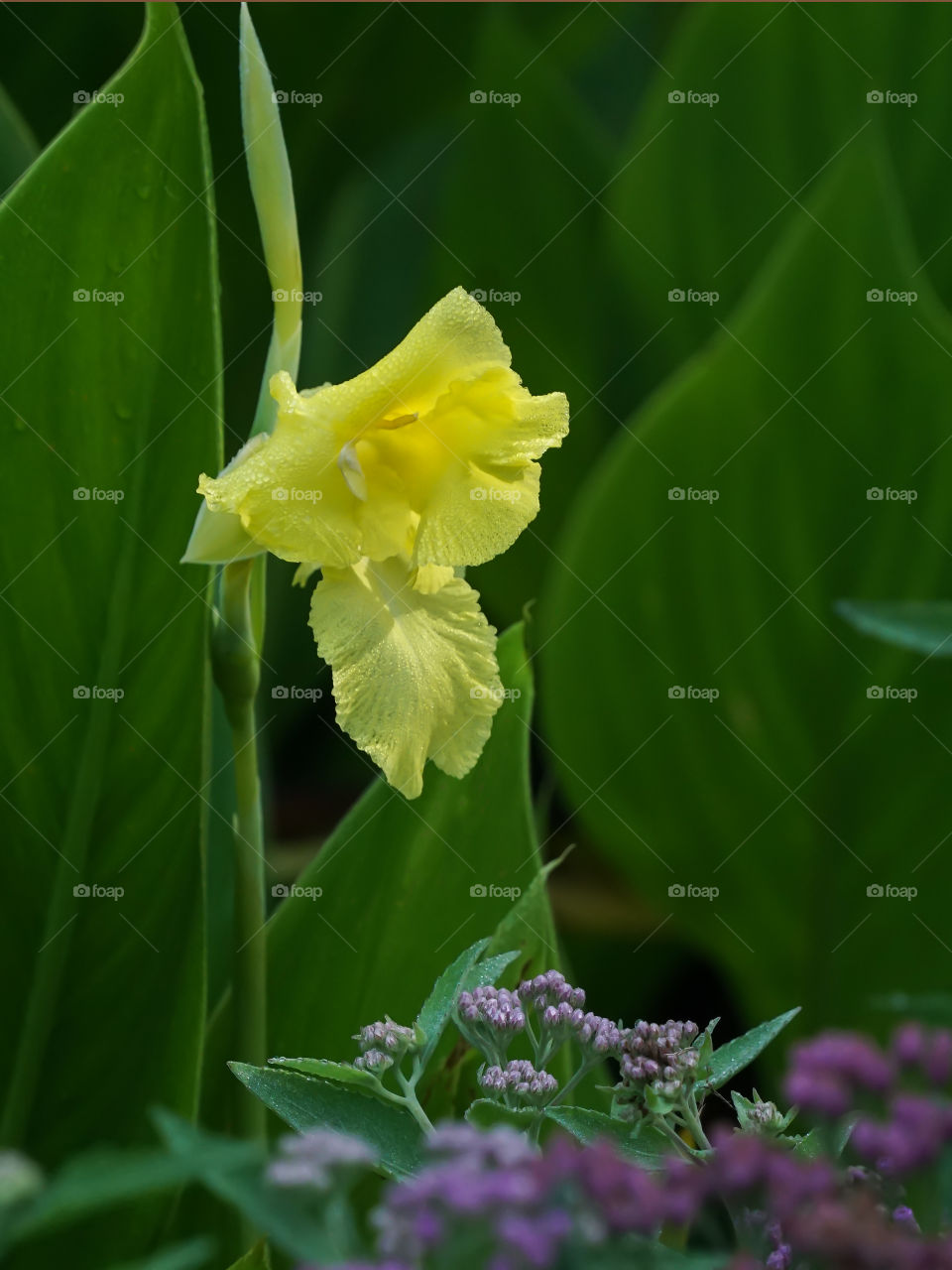 Yellow and Purple Flowers