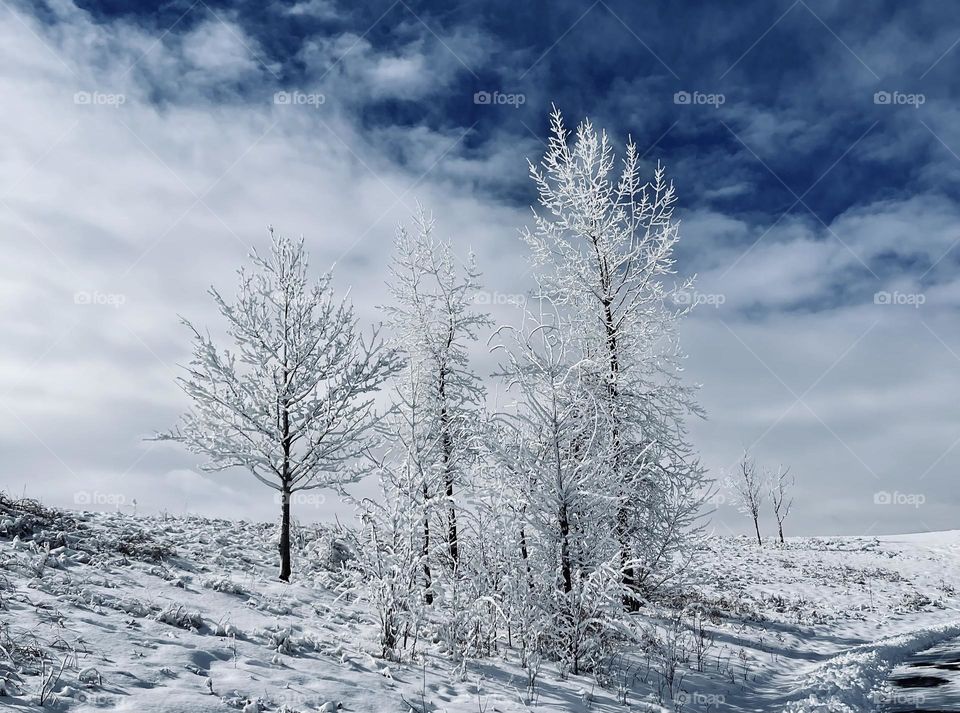 ICY  COVERED TREES  BEAUTIFUL WINTER SCENE
