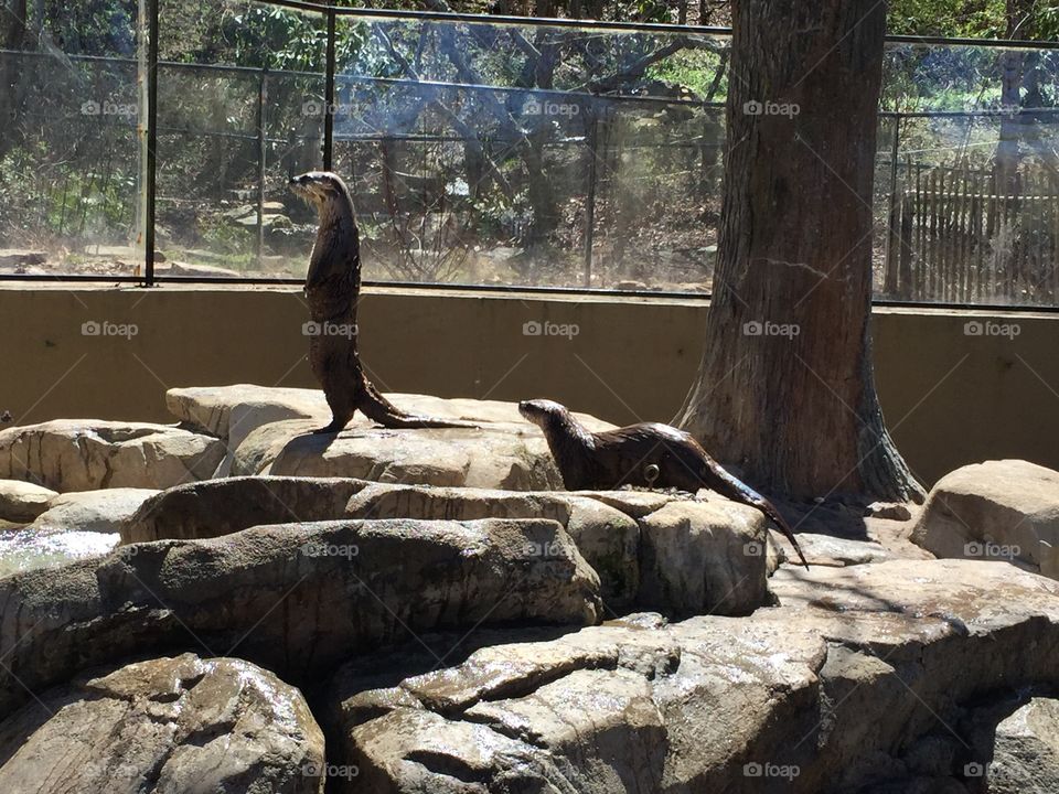 Otters at the WNC Nature Center in Asheville, NC