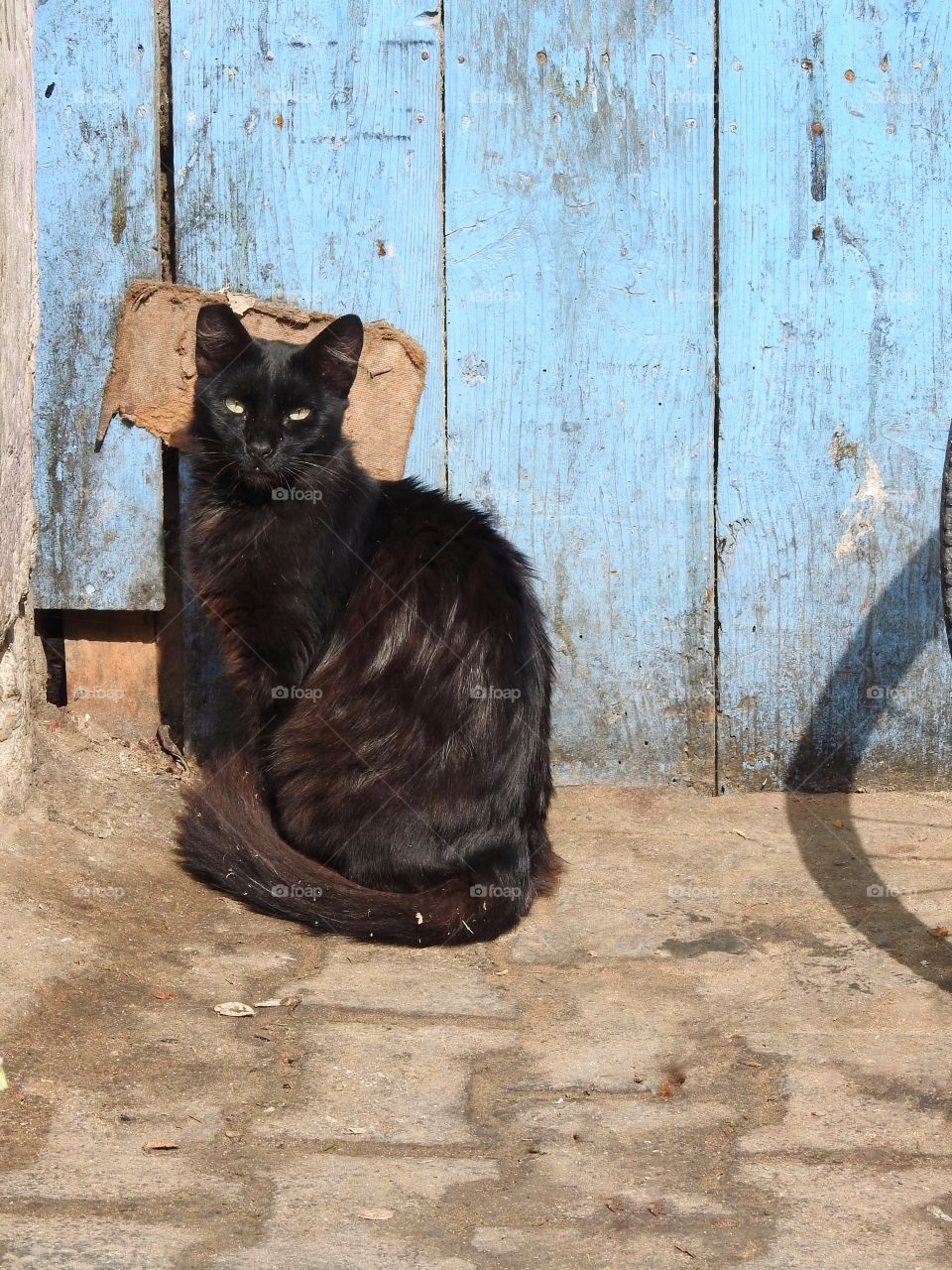 High angle view of domestic cat