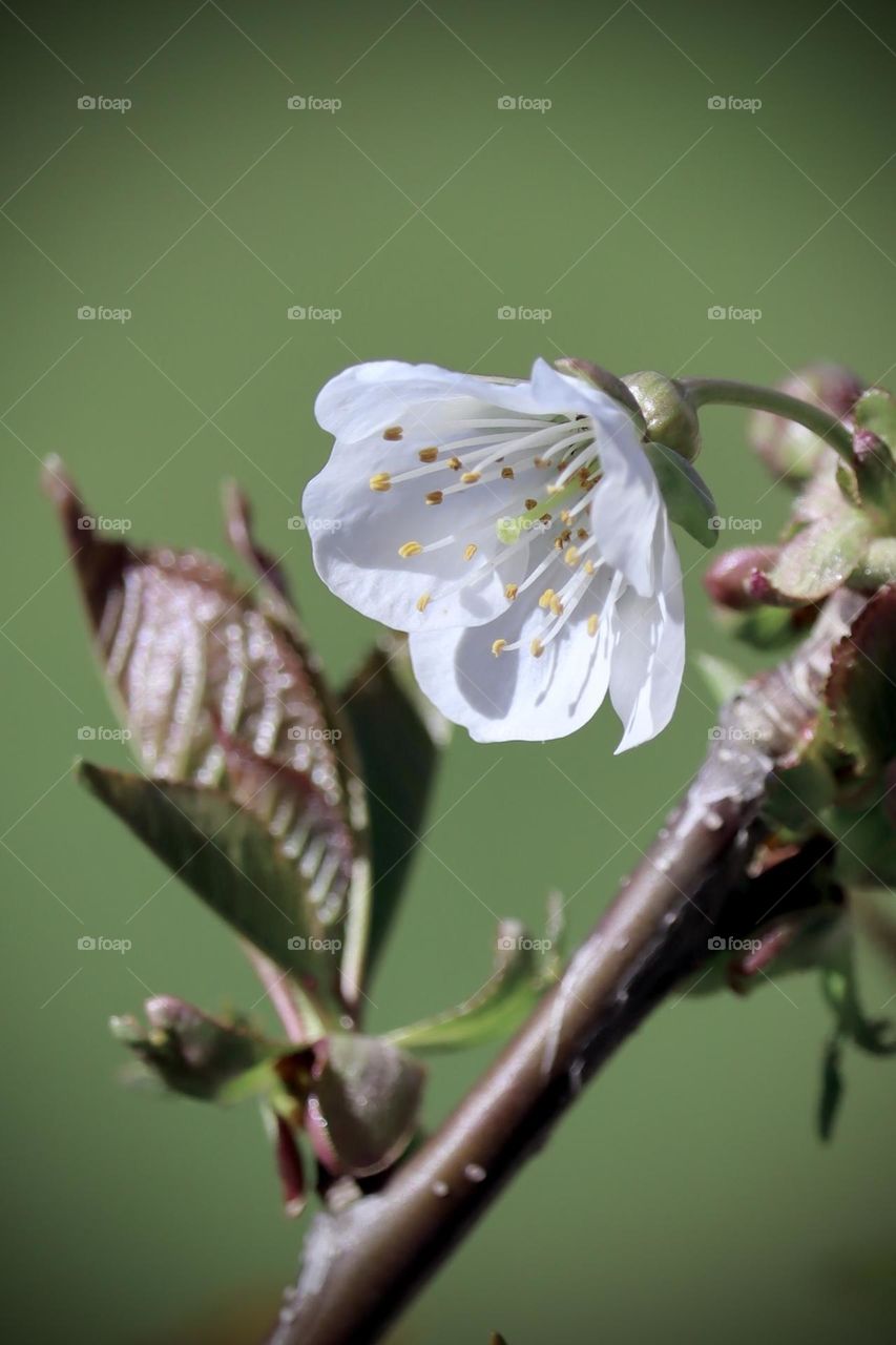 The new bloom of a young cherry tree emerges in early springtime after a long winter