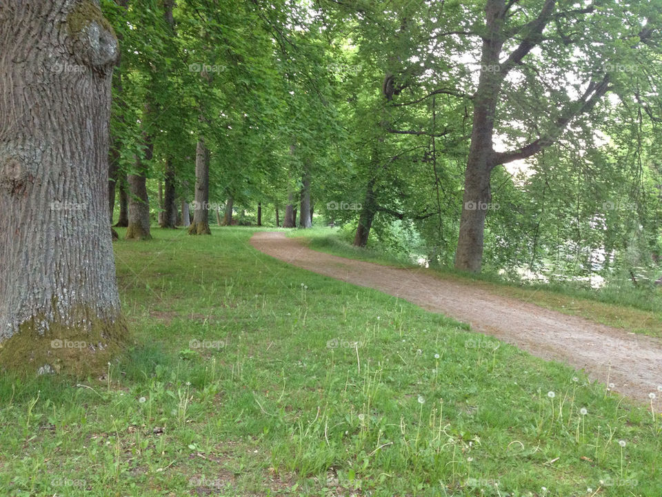 sweden trees leaves parks by mrsmi
