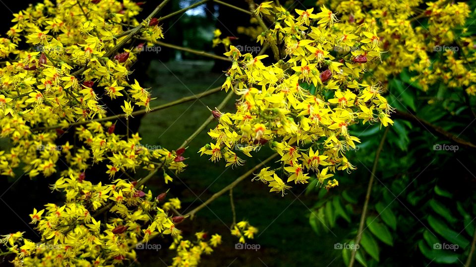 Yellow flowers on tree