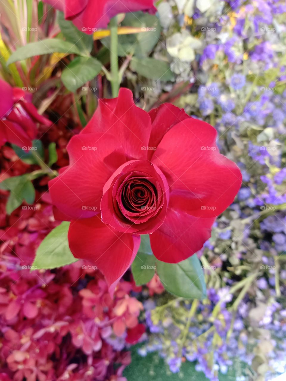 Beautiful red rose