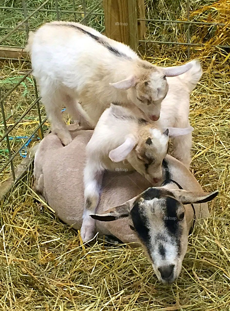 Goat Tower. Two baby goats standing on their mother's back. 