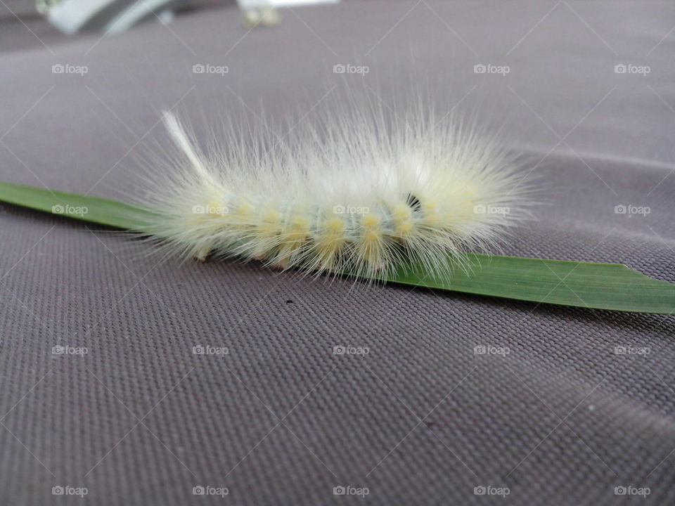 hairy caterpillar