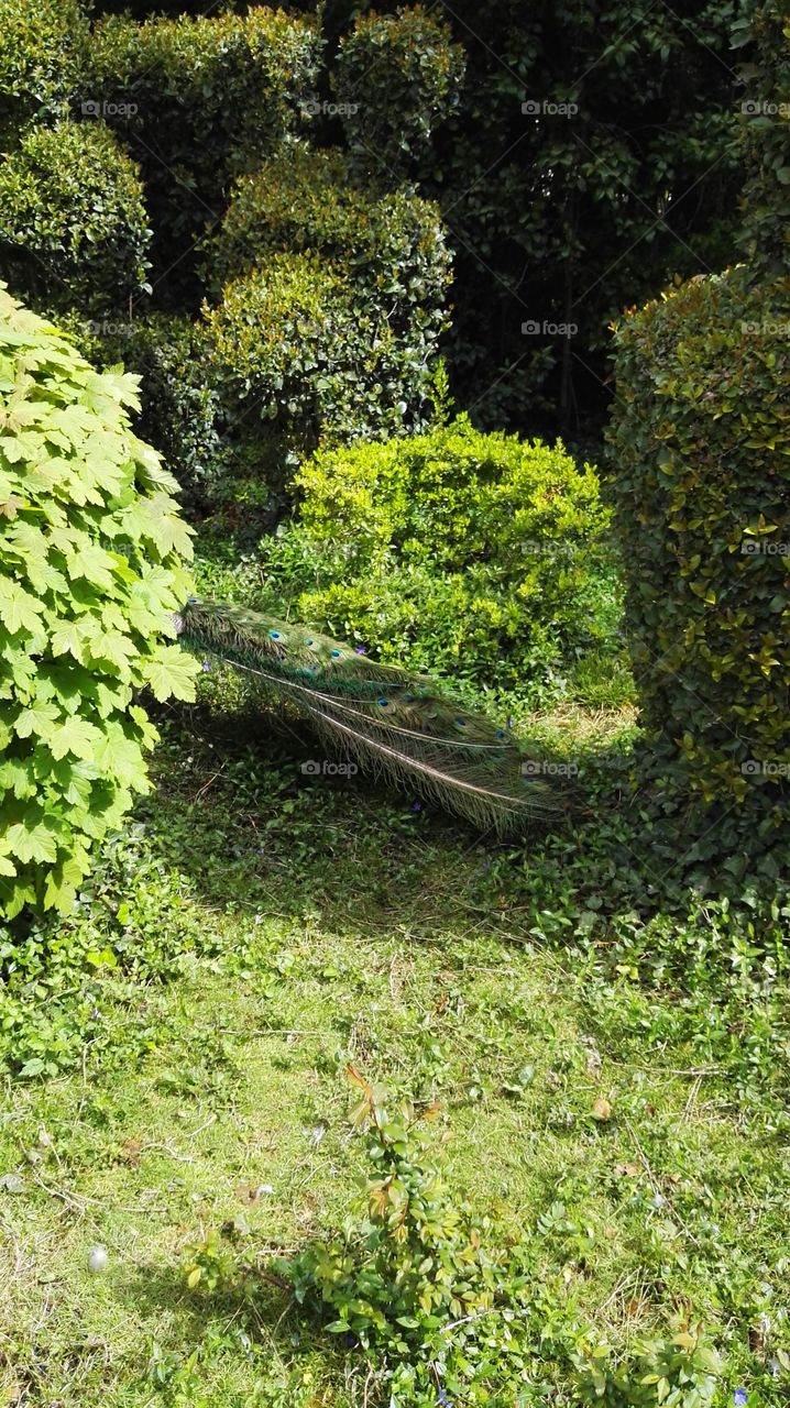 peacock tail camouflaged among bushes