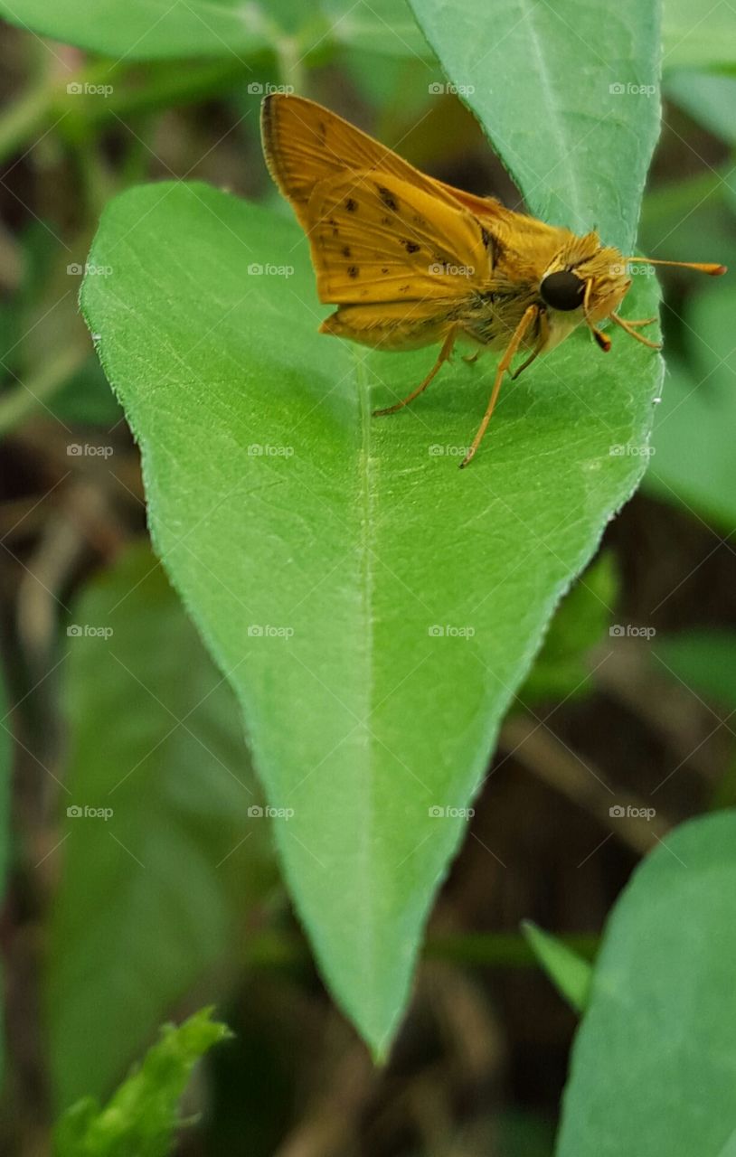 small moth