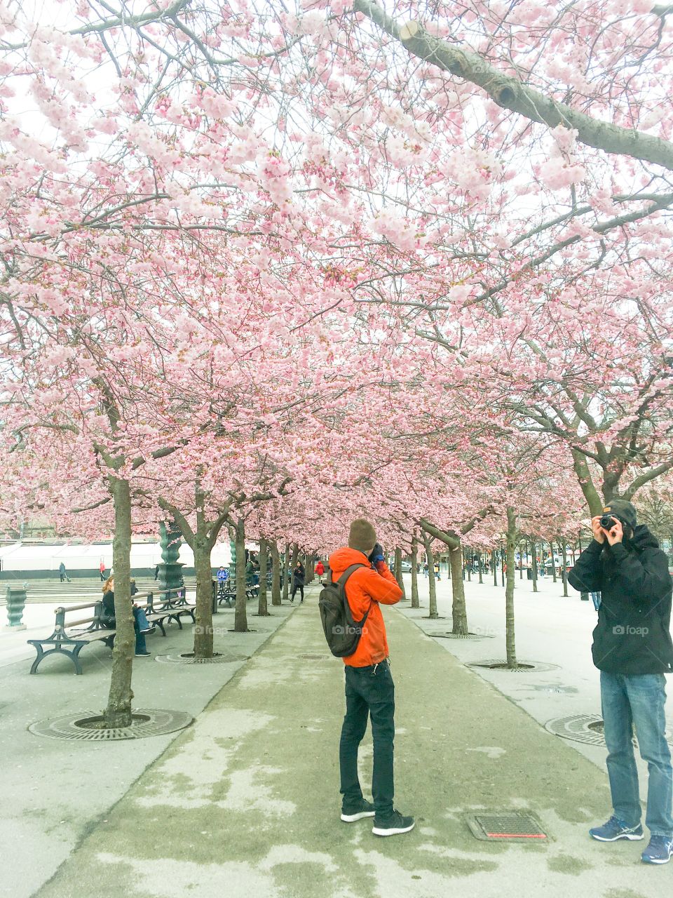 men taking pictures of cherry blossom trees stockholm