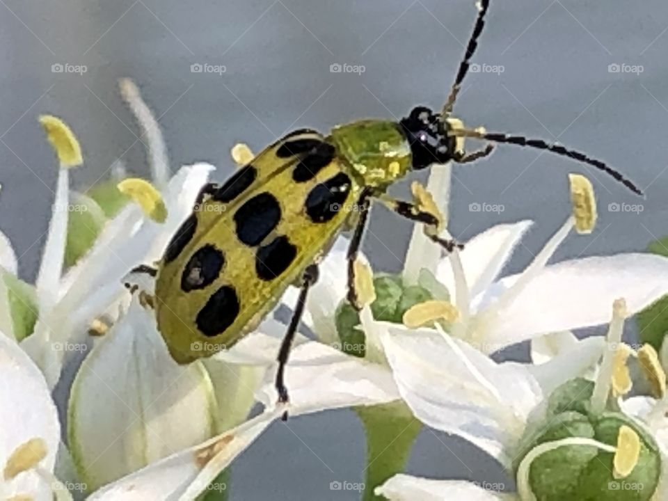 bug on flower