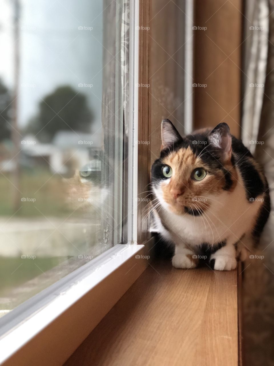 Cat portrait with reflection 