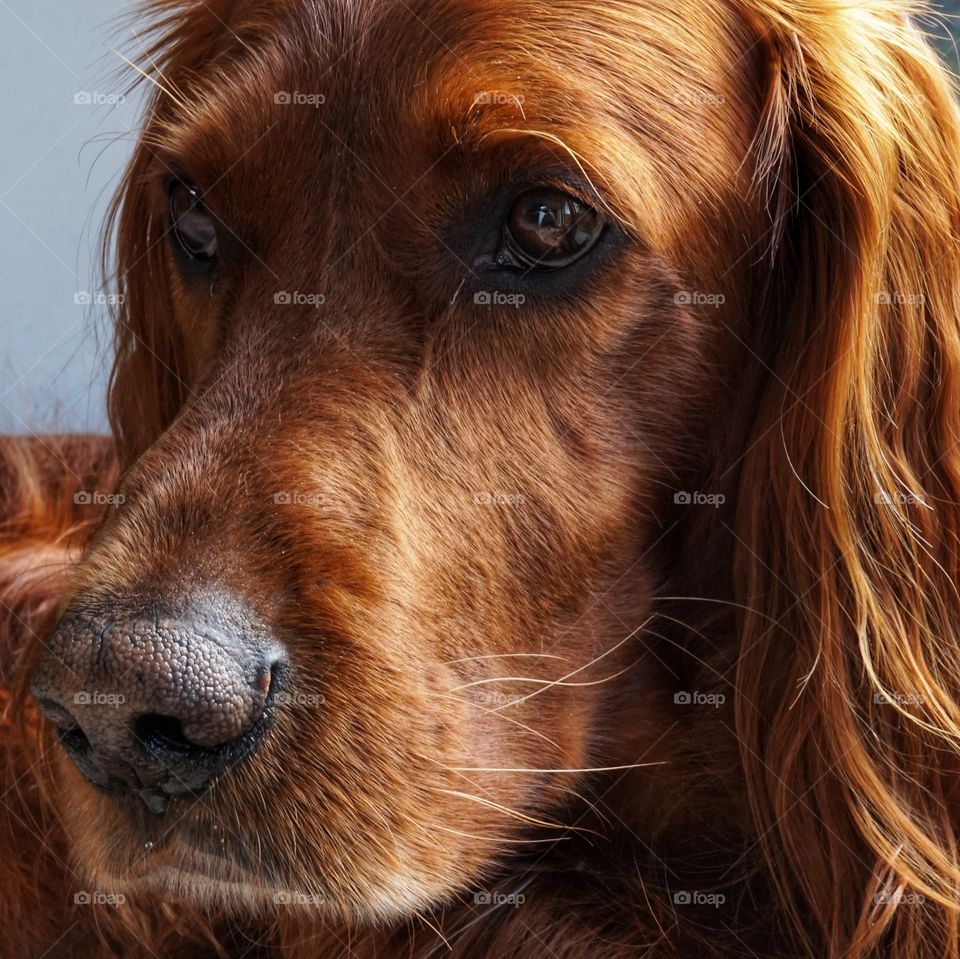 Quinn ... the saddest looking Irish red setter  🐶