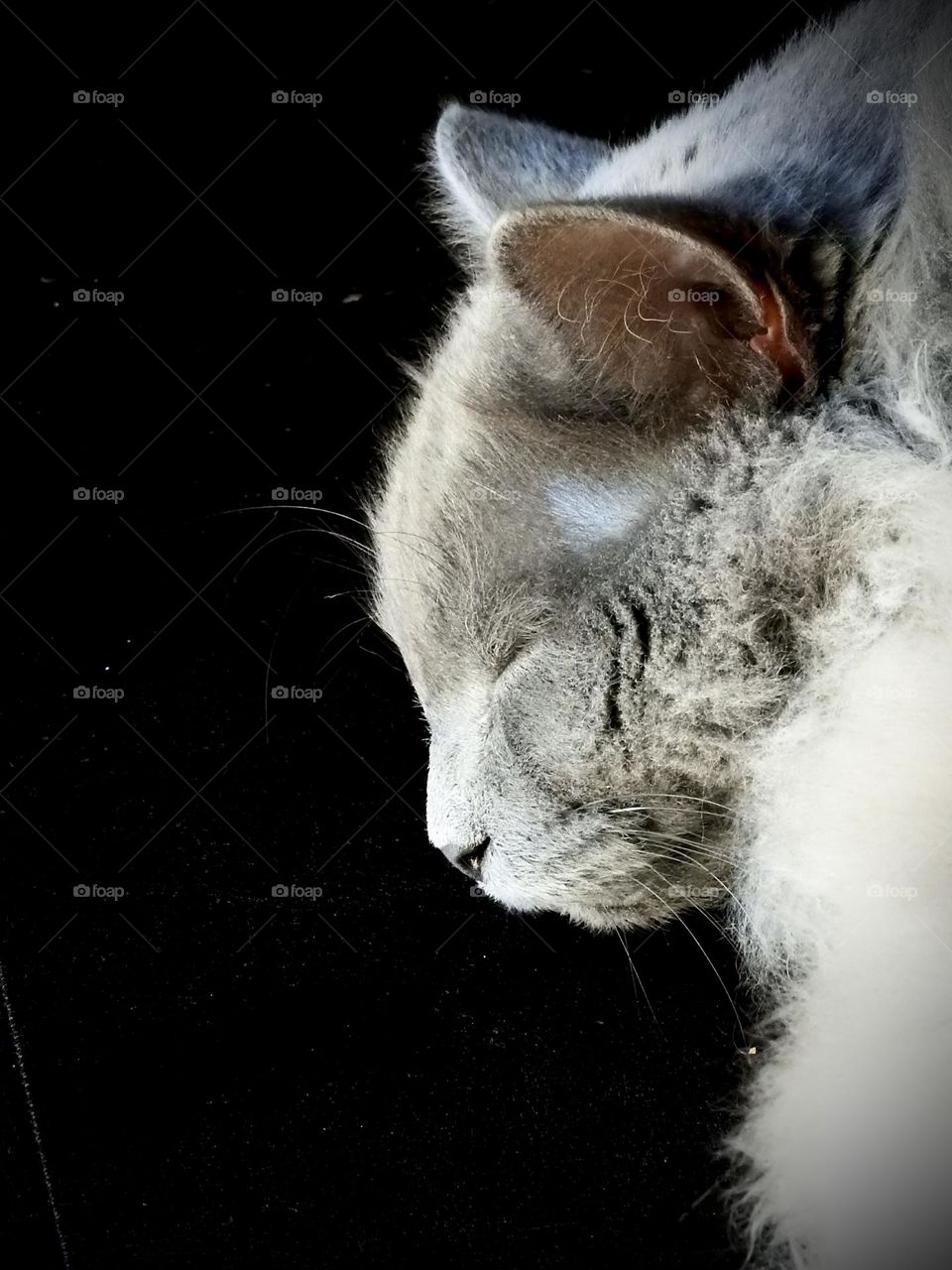 Pet feline cat Nebelung resting sleeping on a dark brown bench profile of his face closeup with fluffy grey hair.