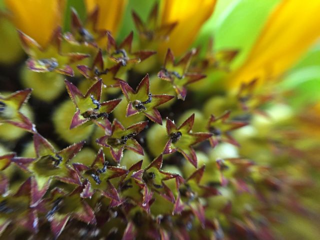 Marco Sunflower