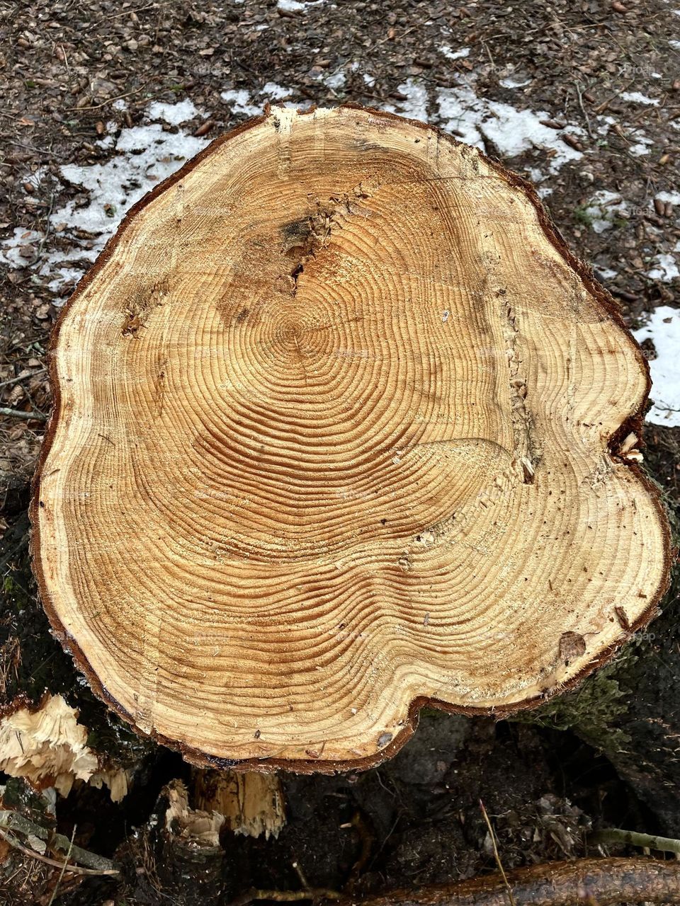 Annual rings of sawn pine.