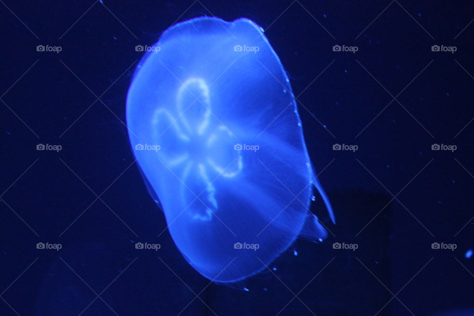 Ohrenqualle - Jellyfish