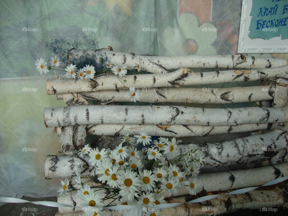 A wall of birch logs