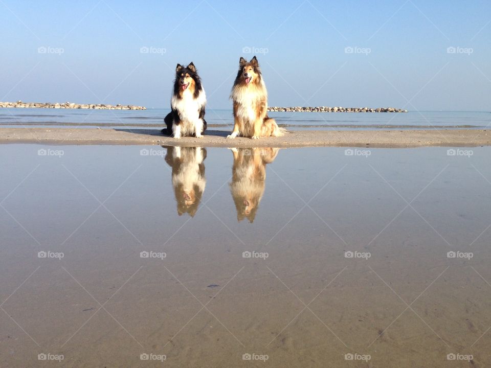 My dogs sitting at the beach, sitting near the sea and close to water so that I could catch their reflection in this warm almost winter sunny morning on the shore